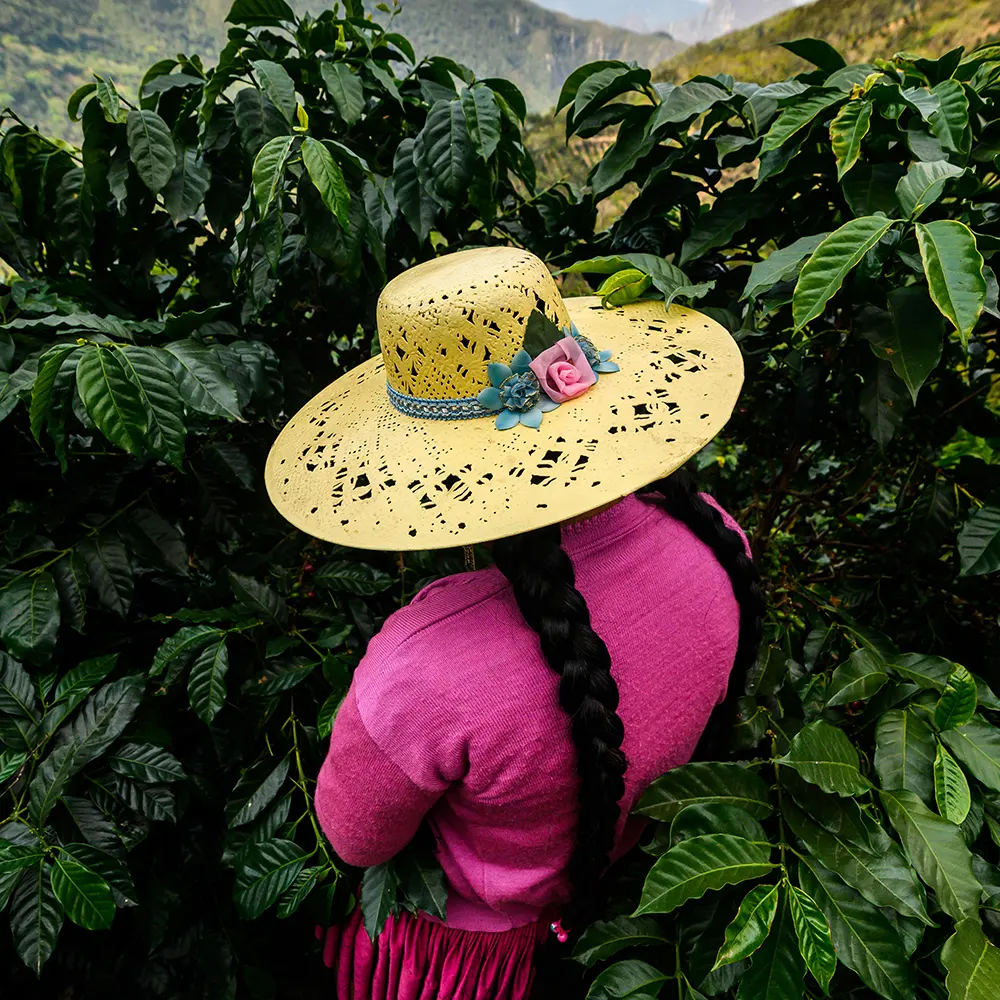 bolivia samaipata coffee, samaipata farm
