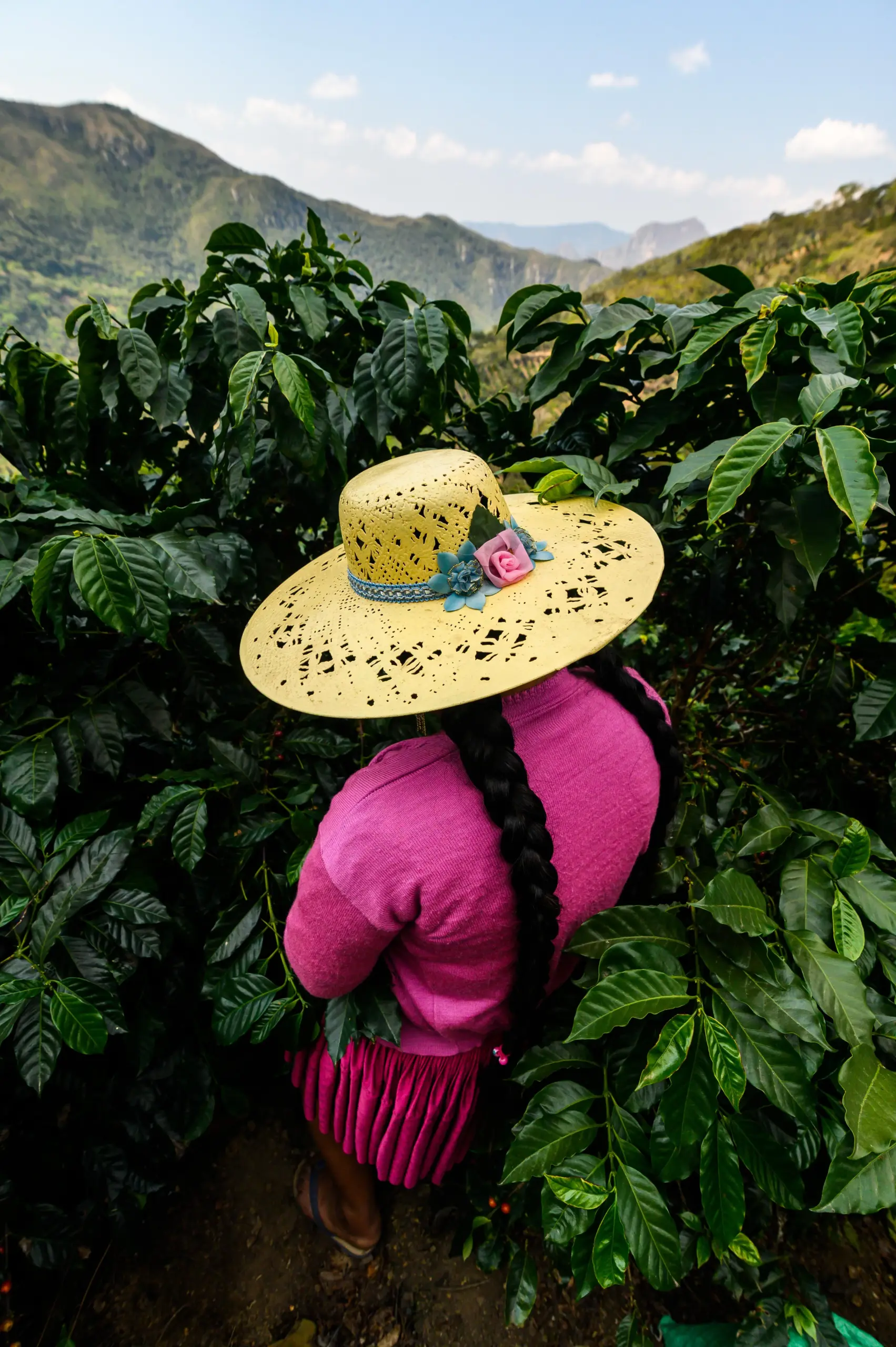 samaipata bounty kava internetu - kavos pupelės, malta kava, filtruota kava
